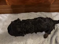 Ember, a female Cockapoo for sale in Sparta, MO – 4 of 8