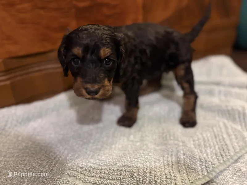 Ember – Cockapoo puppy for sale in Sparta, MO