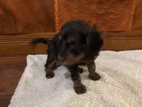 Ember, a female Cockapoo for sale in Sparta, MO – 8 of 8