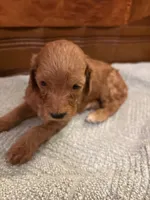 Rusty, a male Cockapoo for sale in Sparta, MO – 4 of 8