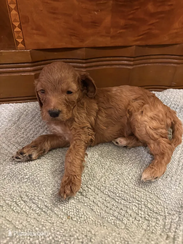 Rusty – Cockapoo puppy for sale in Sparta, MO