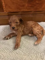 Rusty, a male Cockapoo for sale in Sparta, MO – 1 of 8