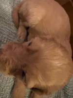 Honey, a female Cockapoo for sale in Sparta, MO – 1 of 10