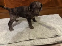 Maple, a female Cockapoo for sale in Sparta, MO – 5 of 10