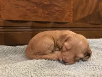 Honey, a female Cockapoo for sale in Sparta, MO – 10 of 10