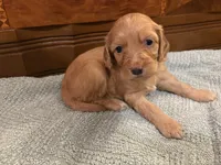 Honey, a female Cockapoo for sale in Sparta, MO – 6 of 10