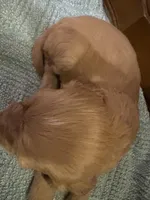 Honey, a female Cockapoo for sale in Sparta, MO – 4 of 10