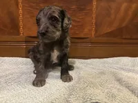 Oakley , a male Cockapoo for sale in Sparta, MO – 5 of 7