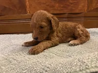 Rusty, a male Cockapoo for sale in Sparta, MO – 8 of 8