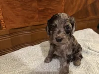 Maple, a female Cockapoo for sale in Sparta, MO – 3 of 10