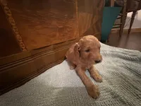 Nutmeg – Adorable Red/Apricot/Brown Cockapoo Puppy – Female 💛🎀🐾, a female Cockapoo for sale in Sparta, MO – 6 of 8