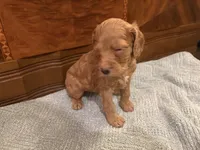 Hazel, a female Cockapoo for sale in Sparta, MO – 4 of 9