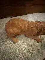 Nutmeg – Adorable Red/Apricot/Brown Cockapoo Puppy – Female 💛🎀🐾, a female Cockapoo for sale in Sparta, MO – 4 of 8