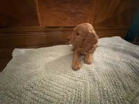 Nutmeg – Adorable Red/Apricot/Brown Cockapoo Puppy – Female 💛🎀🐾, a female Cockapoo for sale in Sparta, MO – 5 of 8