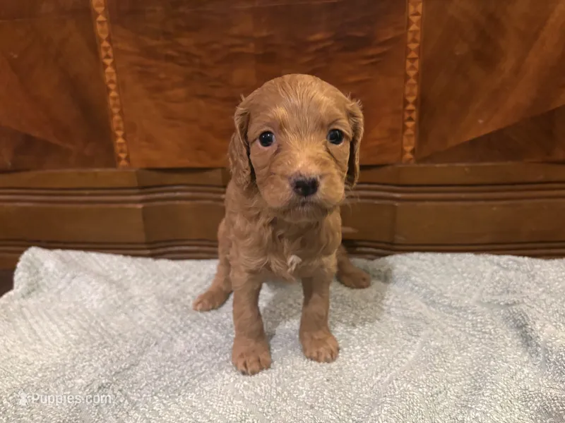 Hazel – Cockapoo puppy for sale in Sparta, MO