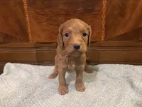 Hazel, a female Cockapoo for sale in Sparta, MO – 1 of 9