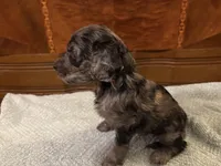 Maple, a female Cockapoo for sale in Sparta, MO – 10 of 10