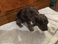 Oakley , a male Cockapoo for sale in Sparta, MO – 6 of 7
