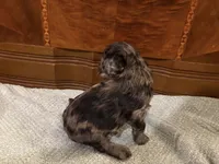 Maple, a female Cockapoo for sale in Sparta, MO – 4 of 10