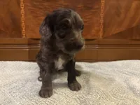 Oakley , a male Cockapoo for sale in Sparta, MO – 2 of 7