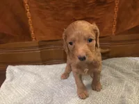 Hazel, a female Cockapoo for sale in Sparta, MO – 8 of 9