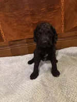 Hunter , a male Cockapoo for sale in Sparta, MO – 4 of 7