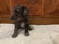 Oakley , a male Cockapoo for sale in Sparta, MO – 4 of 7