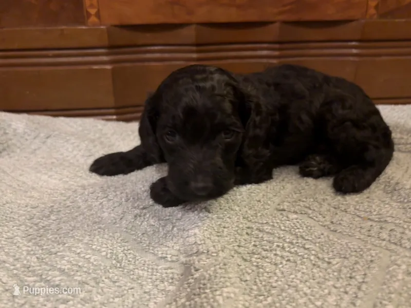Johnny A – Cockapoo puppy for sale in Sparta, MO