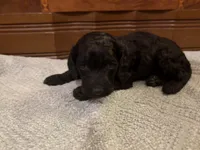 Johnny A, a male Cockapoo for sale in Sparta, MO – 1 of 3