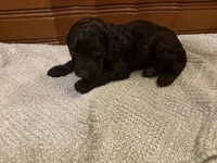 Johnny A, a male Cockapoo for sale in Sparta, MO – 2 of 3