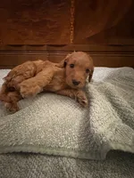 Nutmeg – Adorable Red/Apricot/Brown Cockapoo Puppy – Female 💛🎀🐾, a female Cockapoo for sale in Sparta, MO – 2 of 8