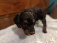 Ember, a female Cockapoo for sale in Sparta, MO – 3 of 8
