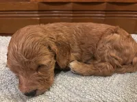 Rusty, a male Cockapoo for sale in Sparta, MO – 6 of 8