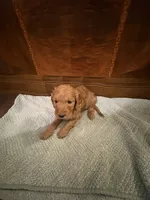 Nutmeg – Adorable Red/Apricot/Brown Cockapoo Puppy – Female 💛🎀🐾, a female Cockapoo for sale in Sparta, MO – 8 of 8