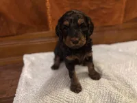 Ember, a female Cockapoo for sale in Sparta, MO – 6 of 8