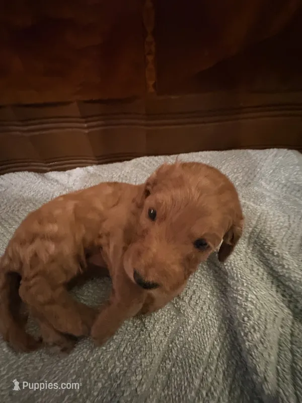 Nutmeg – Adorable Red/Apricot/Brown Cockapoo Puppy – Female 💛🎀🐾 – Cockapoo puppy for sale in Sparta, MO