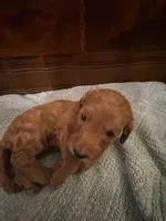 Nutmeg – Adorable Red/Apricot/Brown Cockapoo Puppy – Female 💛🎀🐾, a female Cockapoo for sale in Sparta, MO – 1 of 8