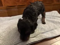Ember, a female Cockapoo for sale in Sparta, MO – 5 of 8