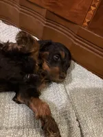 Ember, a female Cockapoo for sale in Sparta, MO – 2 of 8