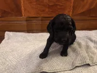 Johnny A, a male Cockapoo for sale in Sparta, MO – 3 of 3