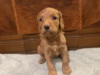 Hazel, a female Cockapoo for sale in Sparta, MO – 3 of 9