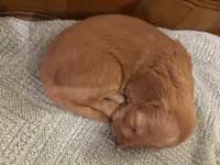 Honey, a female Cockapoo for sale in Sparta, MO – 8 of 10