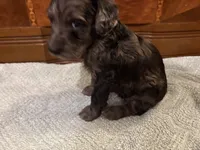Oakley , a male Cockapoo for sale in Sparta, MO – 3 of 7