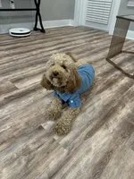 Mini Golden doodle (Bella), a male Goldendoodle for sale in Tampa, FL – Photo 4 of 5