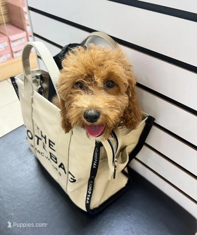 Mini Golden doodle (Bella) – Goldendoodle puppy for sale in Tampa, FL