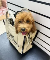 Mini Golden doodle (Bella), a male Goldendoodle for sale in Tampa, FL – Photo 1 of 5