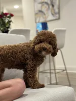 Mini Golden doodle (Bella), a male Goldendoodle for sale in Tampa, FL – Photo 2 of 5