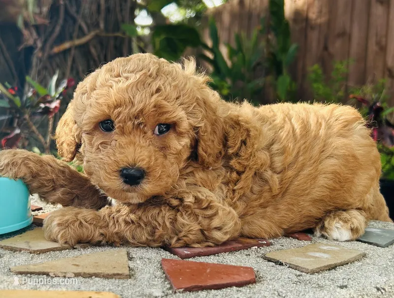 Mini Golden doodle (Bella) – Goldendoodle puppy for sale in Tampa, FL