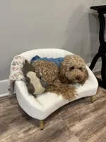 Mini Golden doodle (Bella), a male Goldendoodle for sale in Tampa, FL – Photo 5 of 5