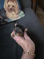 AKC NUGGET , a male Yorkshire Terrier for sale in Valparaiso, IN – 2 of 6